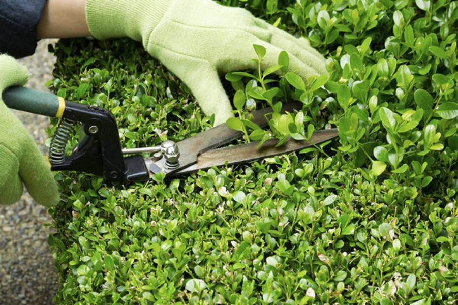 Brion Espace Vert - Elagueur 41 - elagueur 18 - Elagueur 36