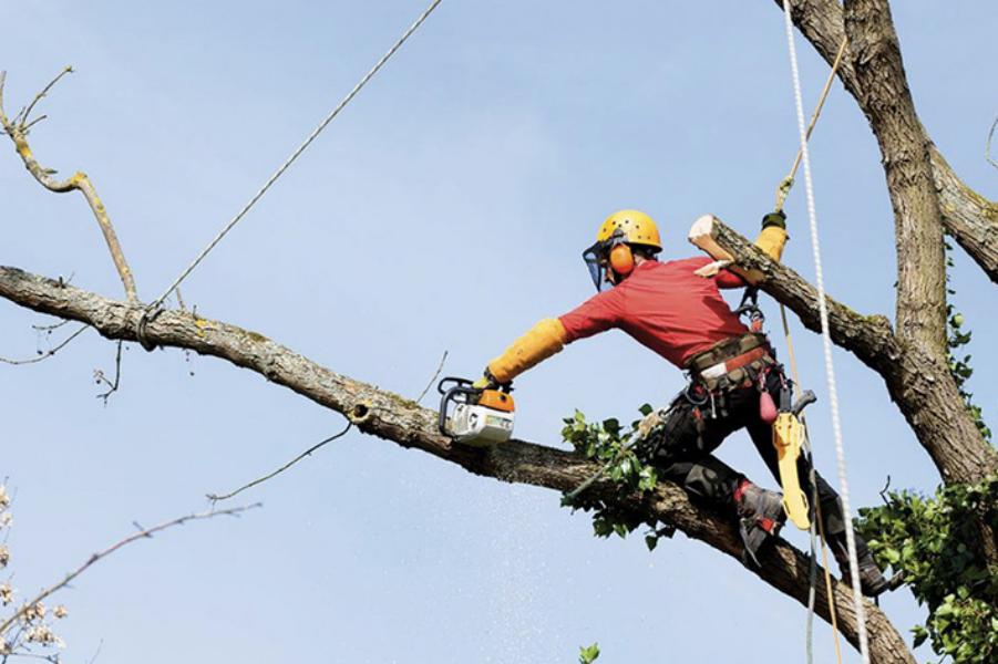 Brion Espace Vert - Elagueur 41 - elagueur 18 - Elagueur 36