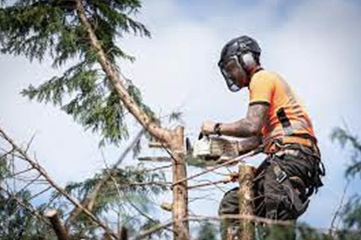 Elagage - Brion Espace Vert