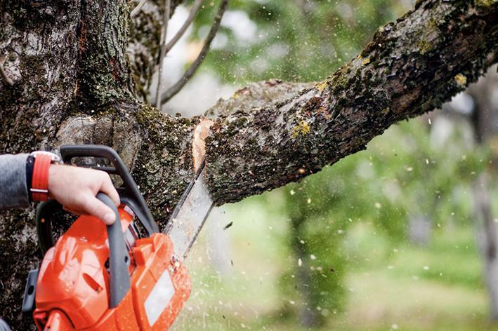 Elagage - Brion Espace Vert