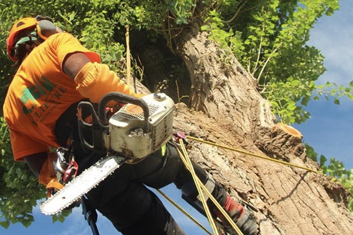 Elagage - Brion Espace Vert