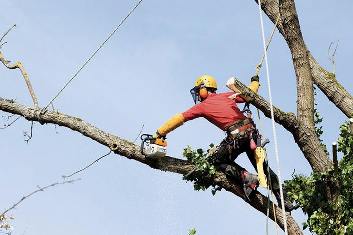 Elagage - Brion Espace Vert