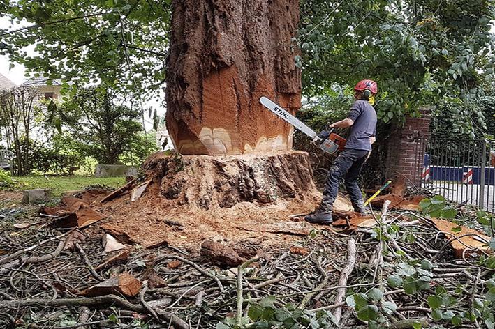 Abattage - Brion Espace Vert