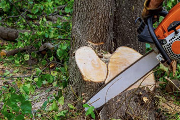 Abattage - Brion Espace Vert