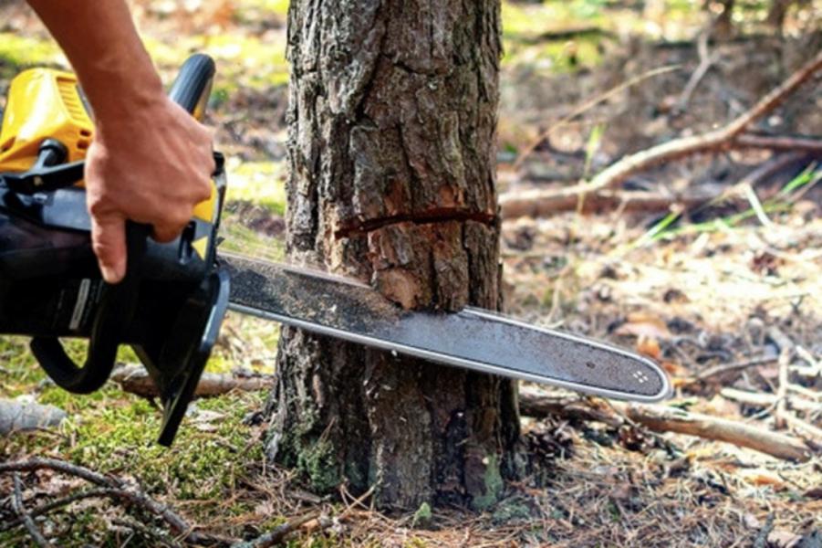 Abattage - Brion Espace Vert