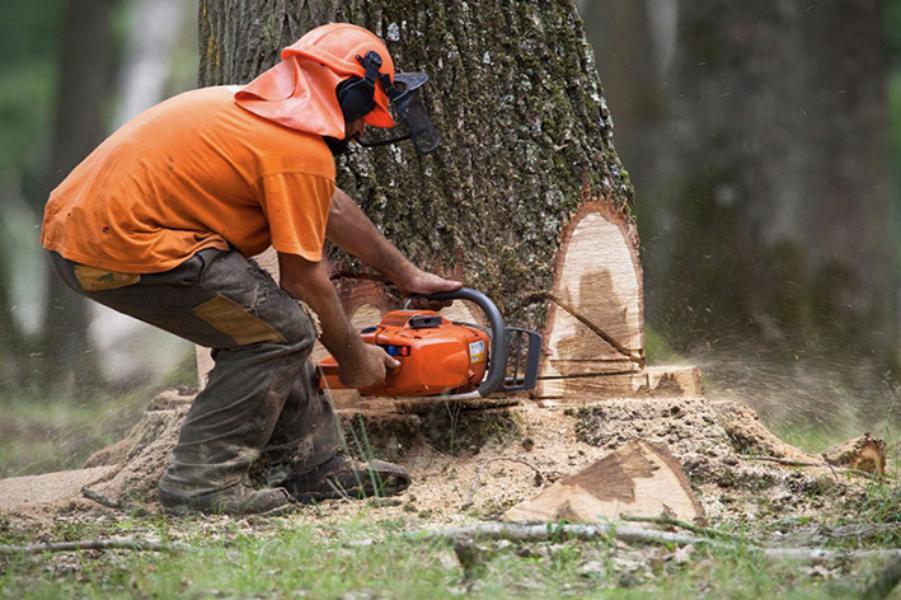 Abattage - Brion Espace Vert
