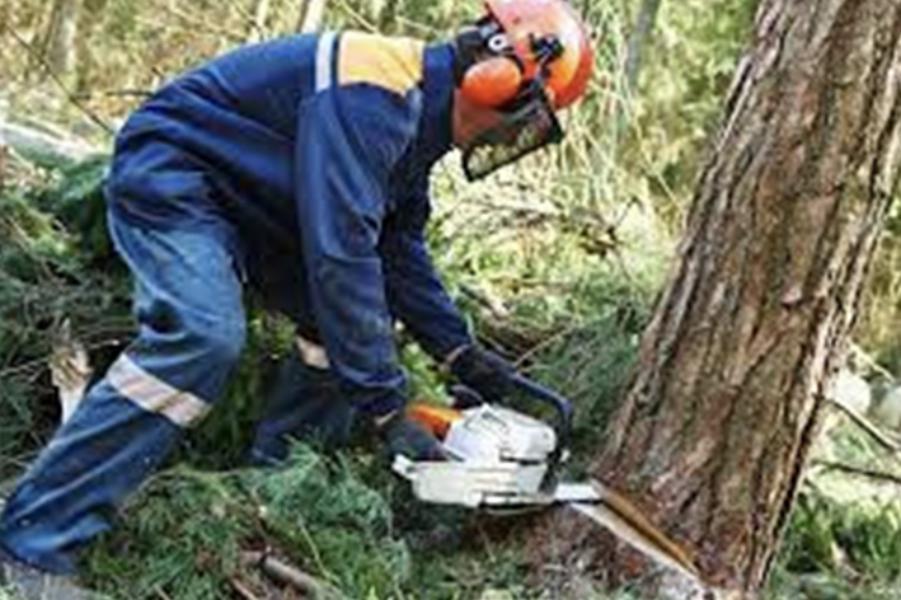 Abattage - Brion Espace Vert