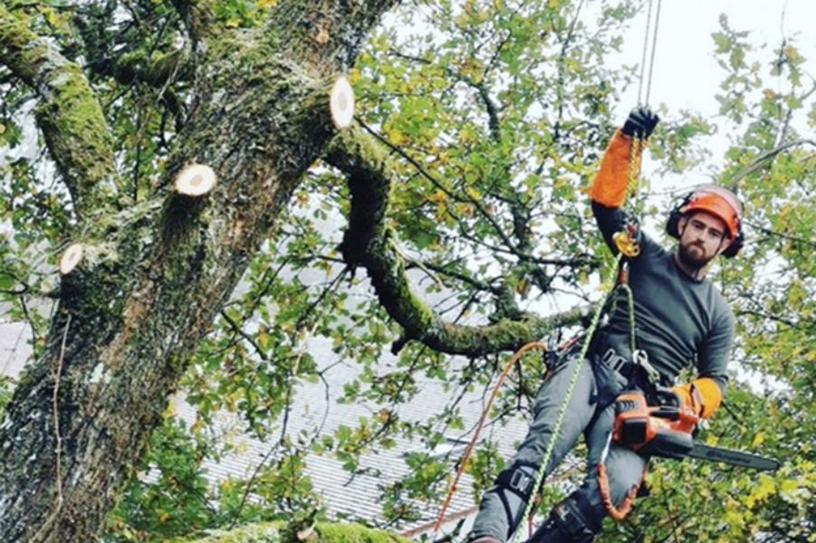 Elagage - Brion Espace Vert