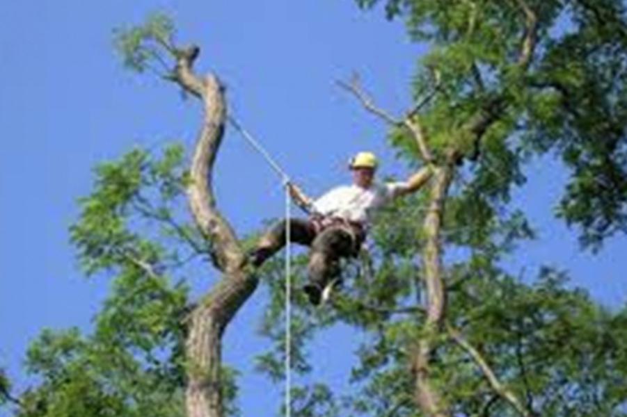 Elagage - Brion Espace Vert