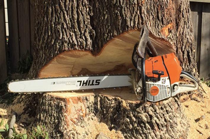 Abattage - Brion Espace Vert