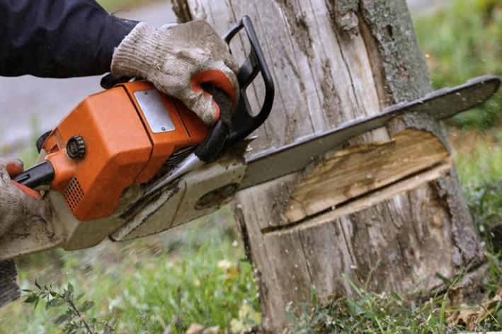 Abattage - Brion Espace Vert